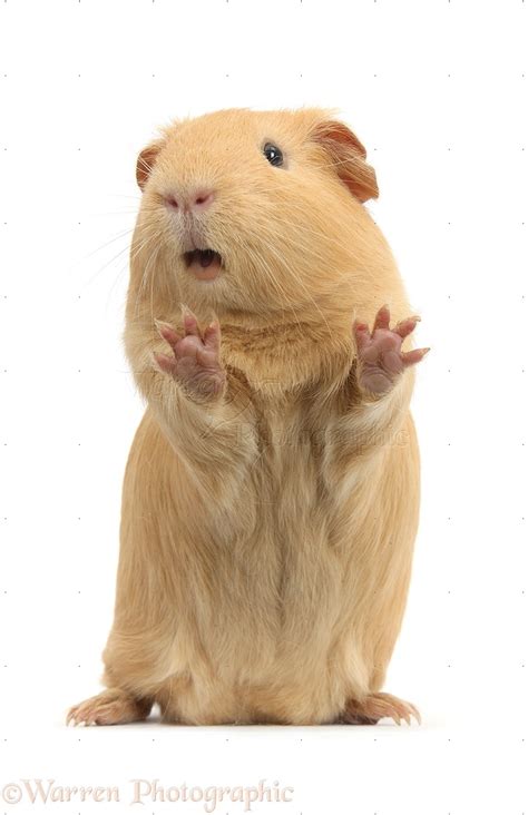 Yellow Guinea pig standing up and squeaking photo WP38922