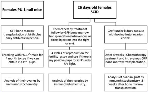 Schematic representation of the experimental protocol. | Download ...