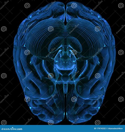 Brain Rendered In 3d Stock Illustration Illustration Of Background 17974332