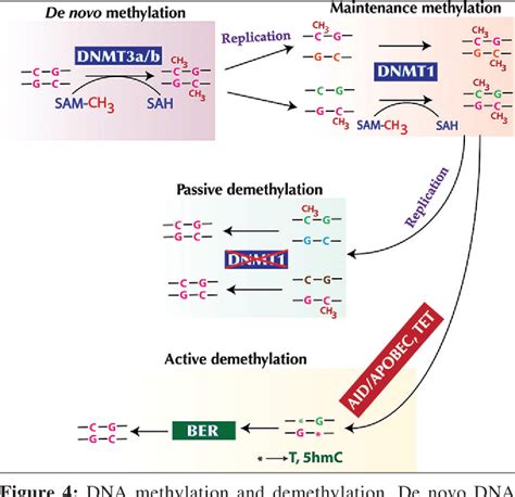 Figure 1 From Biological Function Of Activation Induced Cytidine