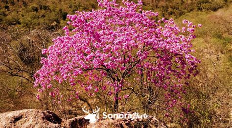 Amapas Los Rboles Que Ti En De Rosa La Sierra Sonorense