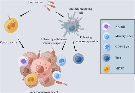 Frontiers Listeria Monocytogenes A Promising Vector For Tumor