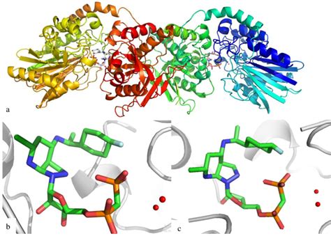 Three Dimensional Structure Of The Human 5 Ectonucleotidase