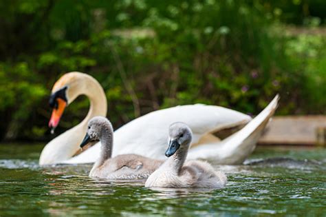 Cygnet swan | Free Stock Image - Barnimages