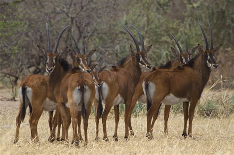 Sable Antelope