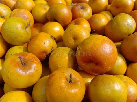 The Ripe Ber And X28 Jujube And X29 Of Indian Fruits Are Delicious With