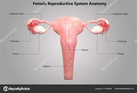 Female Reproductive System Anatomy 3d