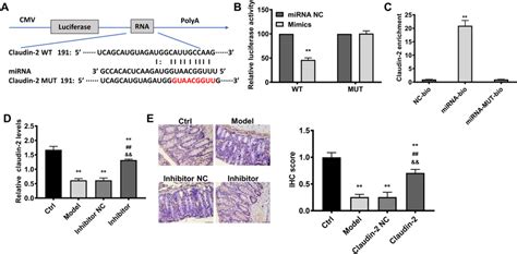 Predication And Validation Of The Target Of Mirna 182 5p The Target