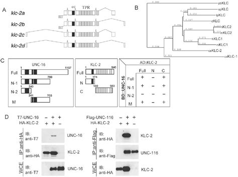 Figure From The Caenorhabditis Elegans Unc Run Domain Protein