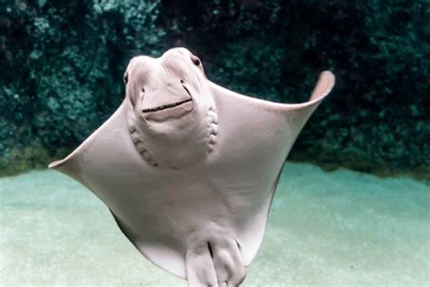 Cownose Ray Facts Critterfacts