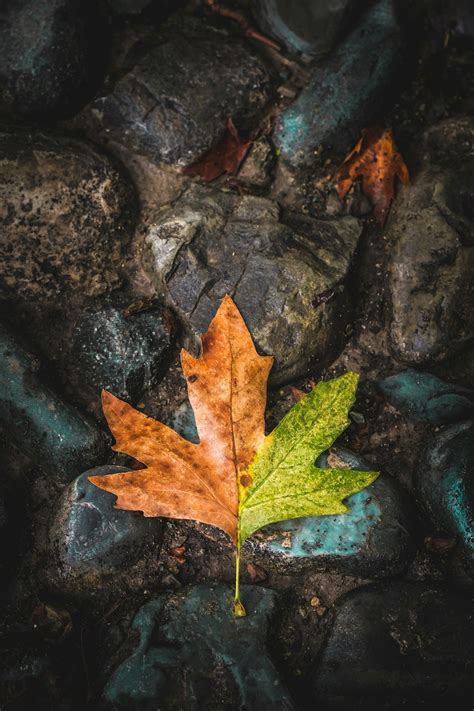 Autumn Leaves Pictures Download Free Images On Unsplash