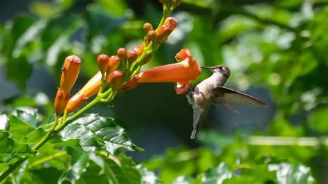 When Do Hummingbirds Leave Colorado: Complete Migration Guide