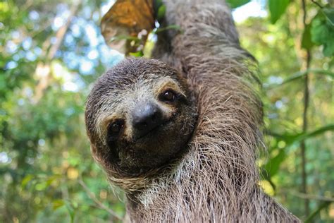 6+ Different Types of Sloths in the Rainforest with Pictures and Facts