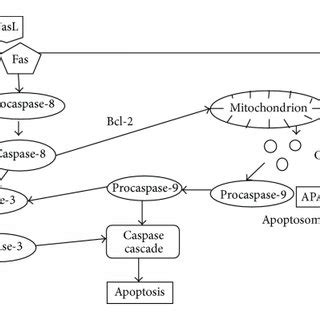 Schematic Representation Of Apoptosis Extrinsic And Intrinsic