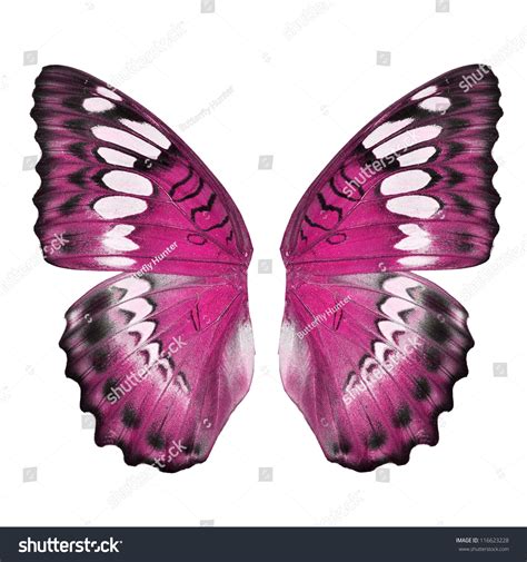 Pink Butterfly Wing Isolated On White Background Stock Photo