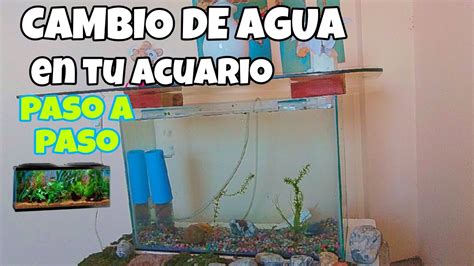 Cambio De Agua Del Acuario Preparaci N Recomendaciones Paso A Paso