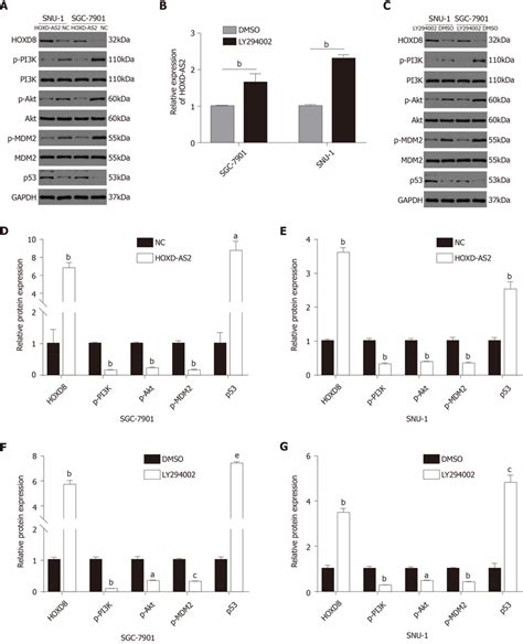 Overexpression Of Hoxd As2 Inhibits The Pi3kakt Signaling Pathway A