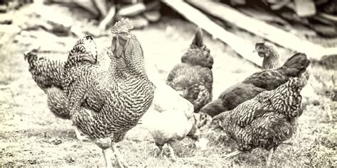 10 Rarest Chicken Breeds In The World