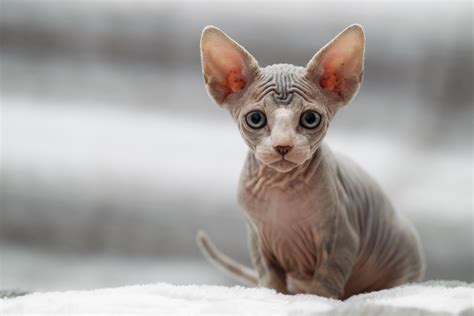 Sphynx Cat Breed Information And Characteristics