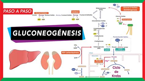 Gluconeog Nesis S Ntesis De Glucosa A Partir De Piruvato Lactato