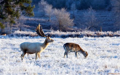 Deer Field Wallpapers Wallpaper Cave