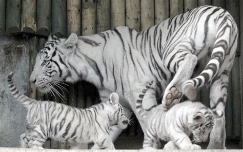 🔥 [80+] Baby White Tiger Wallpapers | WallpaperSafari