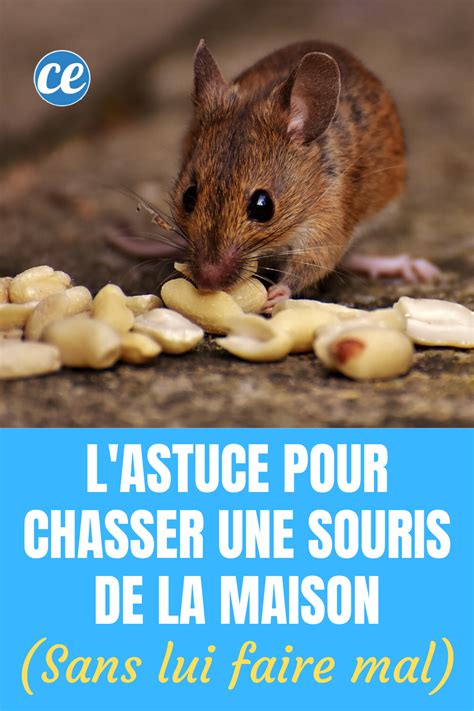 Voici Comment Fabriquer Un Pi Ge Souris Efficace Sans Les Tuer