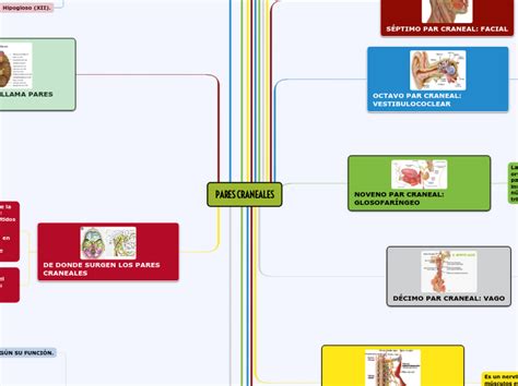 Pares Craneales Mind Map