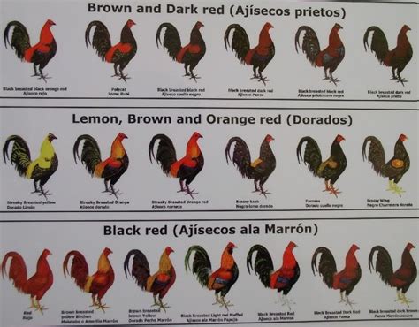 Chicken breeds, Chickens backyard, Rooster breeds