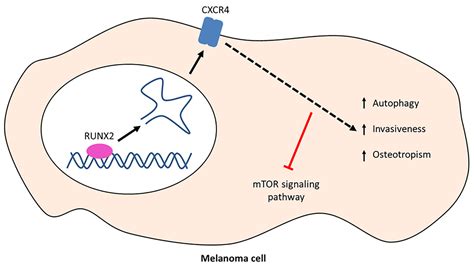 Cells Free Full Text Exploring The Interplay Of RUNX2 And CXCR4 In