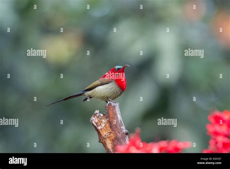 Crimson Sunbird Hi Res Stock Photography And Images Alamy