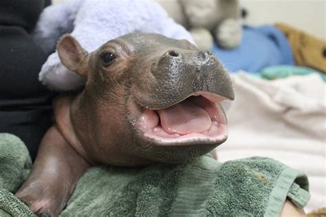 53 Baby Hippos That Will Make Everything Better Bored Panda