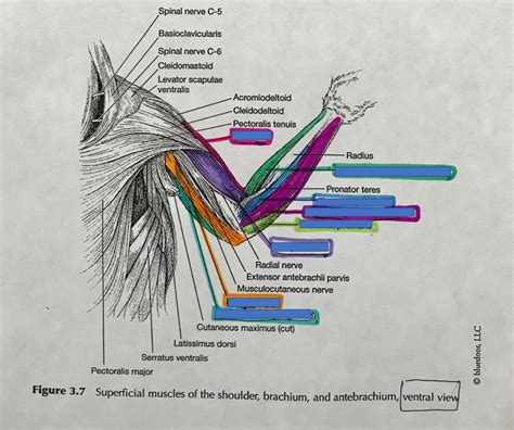 Ventral Rabbit Aarm Diagram Quizlet