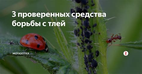 3 проверенных средства борьбы с тлей | moyasotka | Дзен
