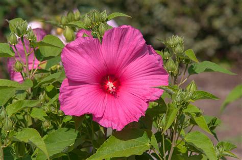 15 Flowering Plants With Large Blossoms