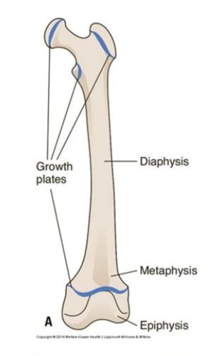 Ntlo Landscape Of Bone Pathology Flashcards Quizlet