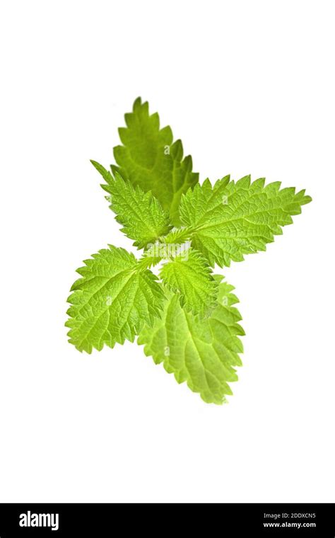 Bunch Of Common Nettles Medical Herbs Isolated On White Background