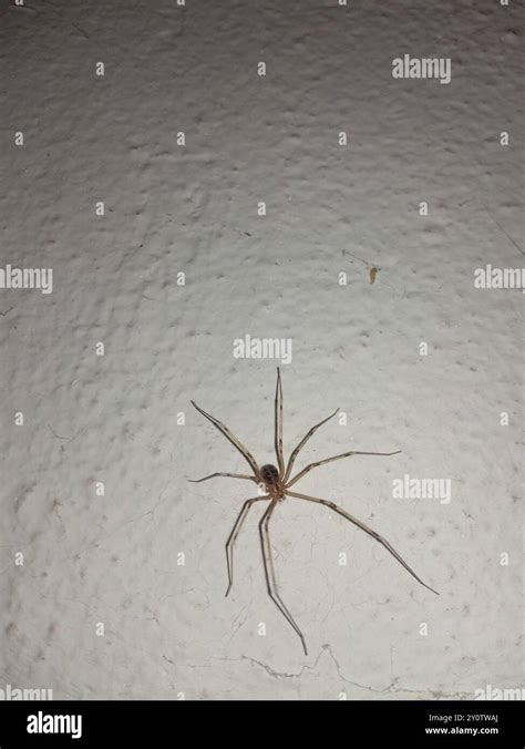 Giant Daddy Long Legs Spider Artema Atlanta Arachnida Stock Photo Alamy