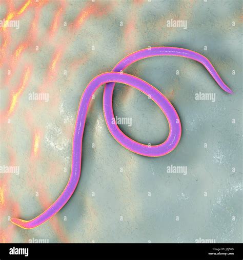 Threadworm Computer Illustration Threadworms Are Nematode Worms Stock