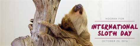 Happy International Sloth Day! - Virginia Zoo in Norfolk