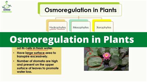 Osmoregulation In Plants Hydrophytes Mesophytes And Xerophytes