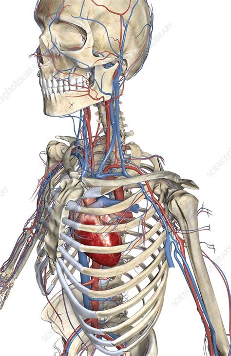 The Blood Vessels Of The Upper Body Stock Image C Science