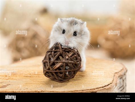 Hamster Roborovski Banque De Photographies Et Dimages à Haute