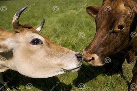 Two Cows Kiss Stock Photo Image Of Bovine Hamburger 7863860