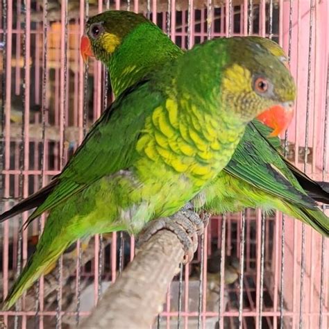 Jual Burung Nuri Perkici Shopee Indonesia