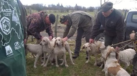 Un Concours De Meutes Qui A Du Chien Paulhac 15430