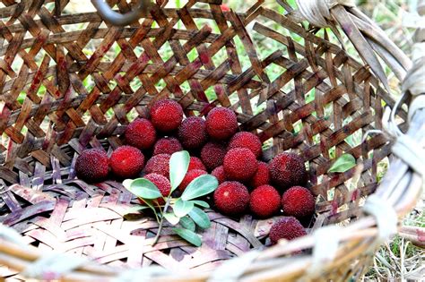 Rambling Scientist: China: Yangmei Picking in Ningbo