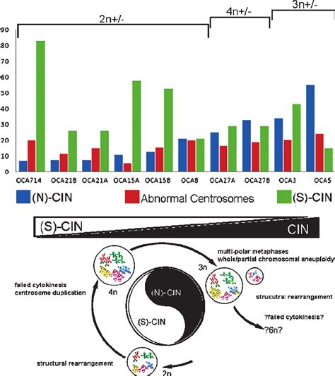 Interplay Between N Cin S Cin Centrosomal Aberrations And