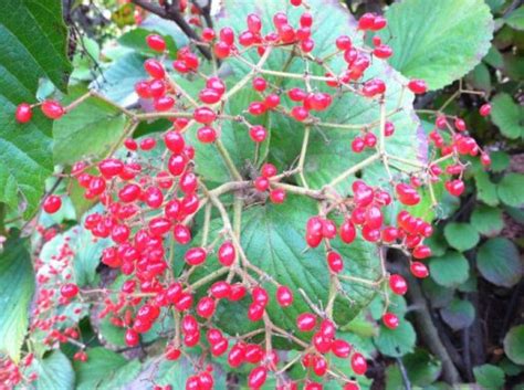 Berried Treasures Planting The Best Berried Shrubs For Your Fall Garden