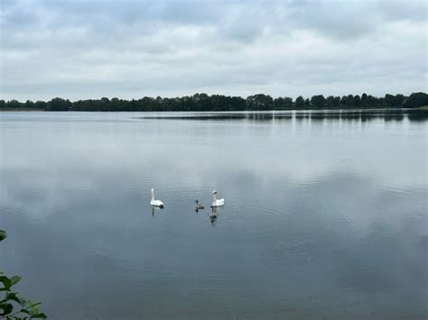 Feuerwehr Befreit Kleinen Schwan Aus Einer Angelschnur Einsatzbericht